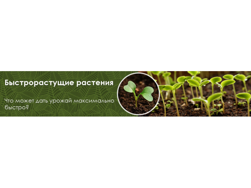 Топ швидкозростаючих рослин для швидкого врожаю