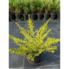 Жимолость Variegata С2