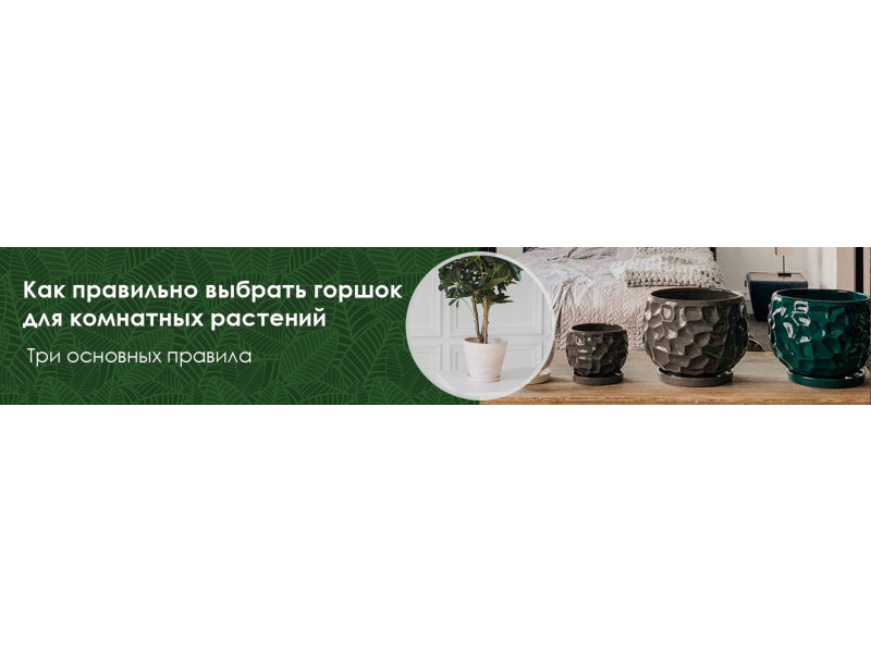 Как правильно выбрать горшок для комнатных растений? Три простых правила.