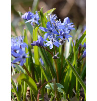 Пролісок Bifolia 4/5