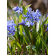 Пролеска Bifolia 4/5