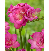 Фрезія махрова Pink 5/6
