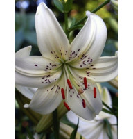 Лилия Speciosum White Tiger (Уайт Тайгер) 16/18 (1 шт)