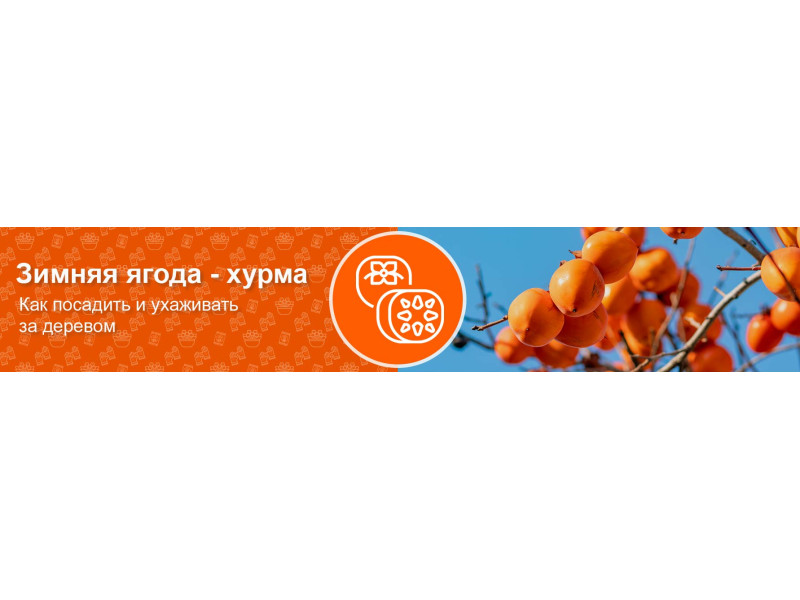 Зимова ягода – хурма