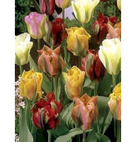 Тюльпан Viridiflora Mix зеленоквітковий