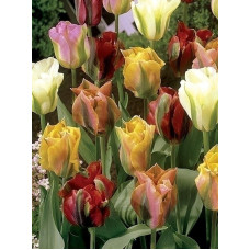 Тюльпан Viridiflora Mix зеленоцветковый
