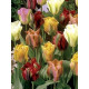 Тюльпан Viridiflora Mix зеленоцветковый