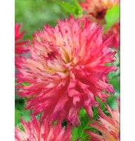 Георгина Nenekazi