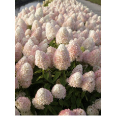 Гортензия Мэджикал Свит Саммер Magical Sweet Summer метельчатая С3