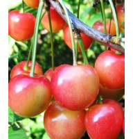 Черешня Присадибна