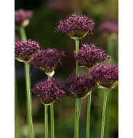 Аллиум Atropurpureum