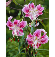 Лилия Speciosum Uchida тигровая
