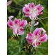 Лілія Speciosum Uchida тигрова