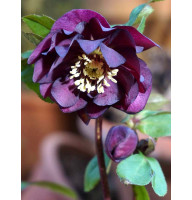 Хелеборус Double Hybrids Red Promise