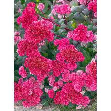 Очиток видний Ред Каулі (Red Cauli) С2