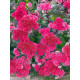 Очиток видний Ред Каулі (Red Cauli) С2