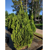 Туя західна Холмструп (Holmstrup) С7,5