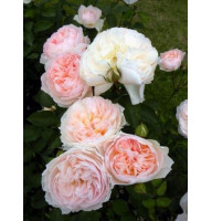 Роза плетистая Сердце розы (Heart of Rose)