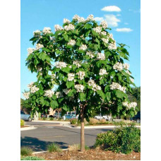 Катальпа Звичайна бігнонієвідна (Catalpa bignonioides) С10