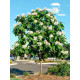 Катальпа Звичайна бігнонієвідна (Catalpa bignonioides) С10