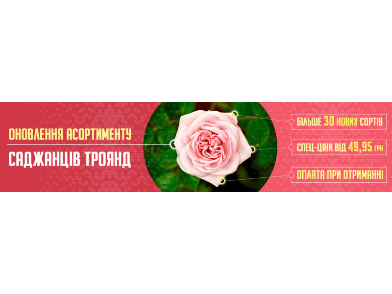 Спец-Ціна! Нові сорти троянд від 49.95 грн.!