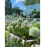 Алліум Уайт Клауд (White Cloud) 5+