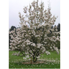 Магнолия Суланжа Speciosa 50-80 см