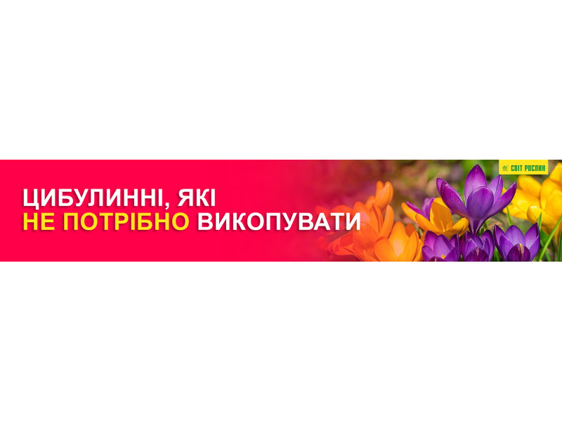 Луковичные, которые не нужно выкапывать