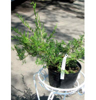 Ялівець козацький Glauca СЗ (Аґрус)