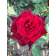 Роза на штамбе Блек Баккара (Black Baccara) высота 1,4-1,6 м
