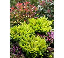 Ялівець горизонтальний Limeglow 7,5 , шт.