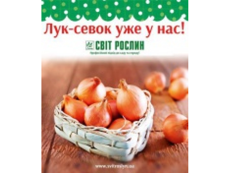 Лук-севок уже в продаже!