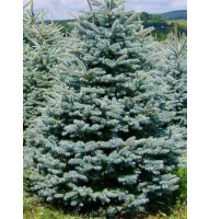 Ялина Глаука Місті Блю (Glauca) 45-60 см
