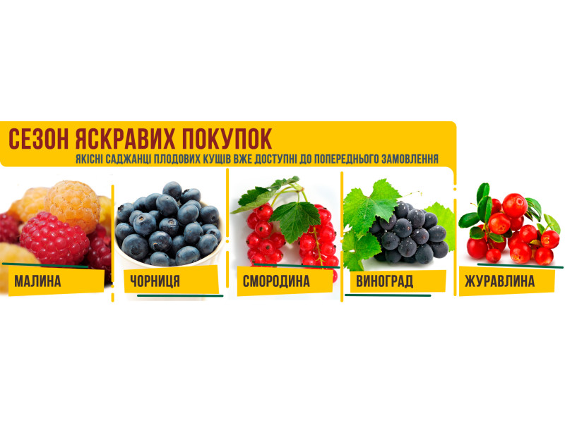 Новий асортимент саджанців ягідних кущів
