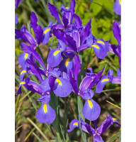 Ірис Sapphire Beauty 7/8
