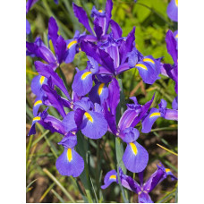 Ирис Sapphire Beauty 7/8