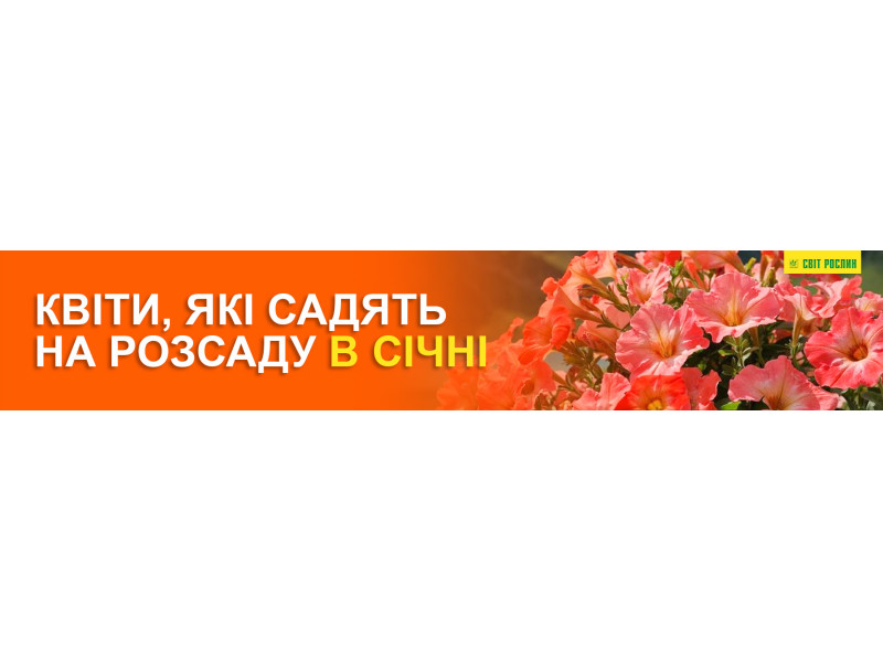 Квіти, які садять на розсаду в січні
