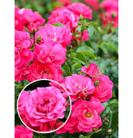 Роза почвопокровная Розовая махровая (Pink Terry)