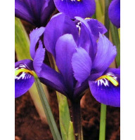 Ирис Reticulata Rhapsody