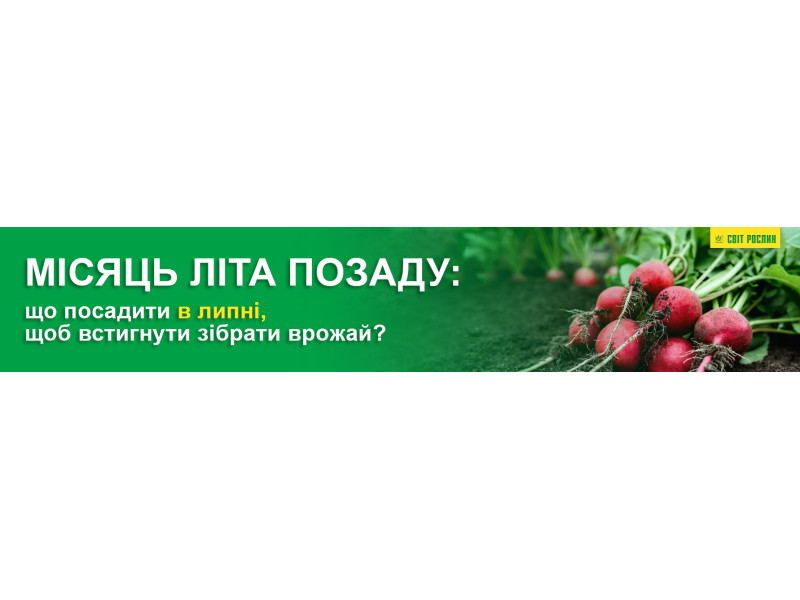 Месяц лета позади: что посадить в июле, чтоб успеть собрать урожай?