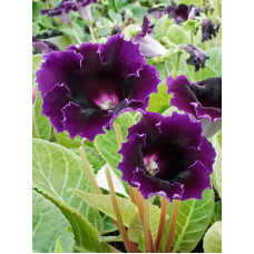 Глоксиния Violacea (Виолацея) 4/5