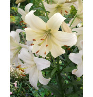 Лілія азіатська Перл Уайт (Pearl White) 14/16