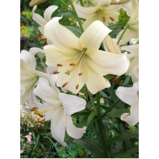 Лилия азиатская Перл Уайт (Pearl White) 14/16
