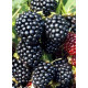 Саженец Ежевики Нетчес 0,5 л