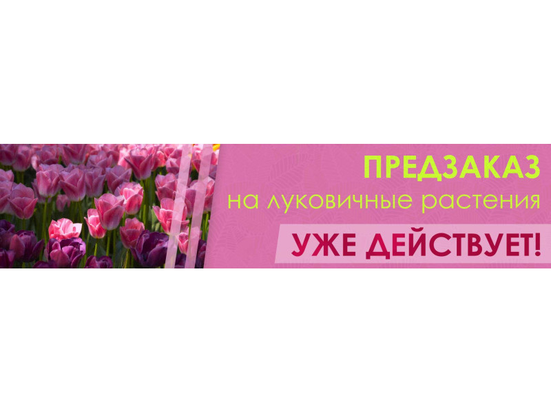 Передзамовлення на цибулинні рослини вже діє!