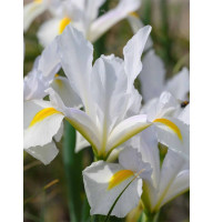 Ірис Hollandica White Magic 7/8
