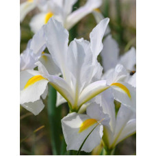 Ірис Hollandica White Magic 7/8