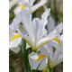 Ірис Hollandica White Magic 7/8