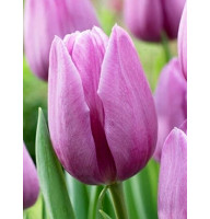 Тюльпан Violet Beauty тріумф