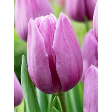 Тюльпан Violet Beauty триумф